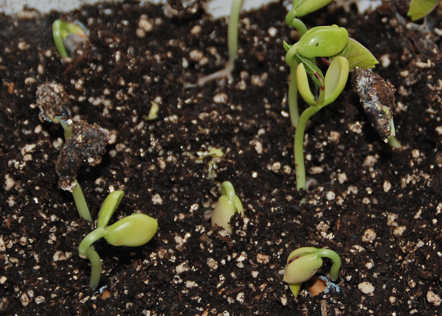 Sprouting seeds