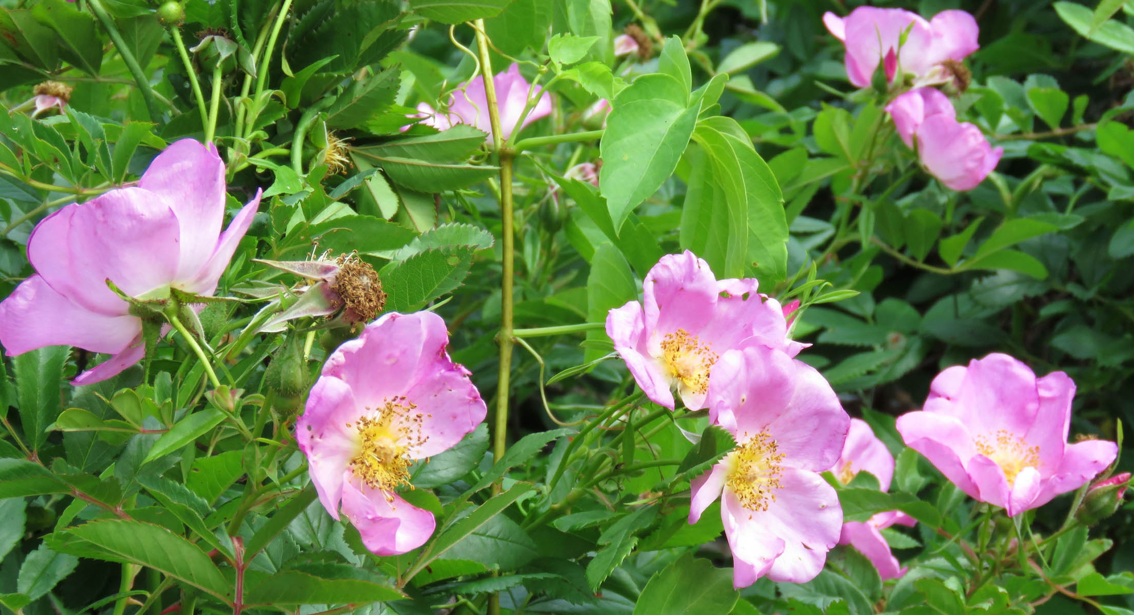 Wild roses by the Millers River