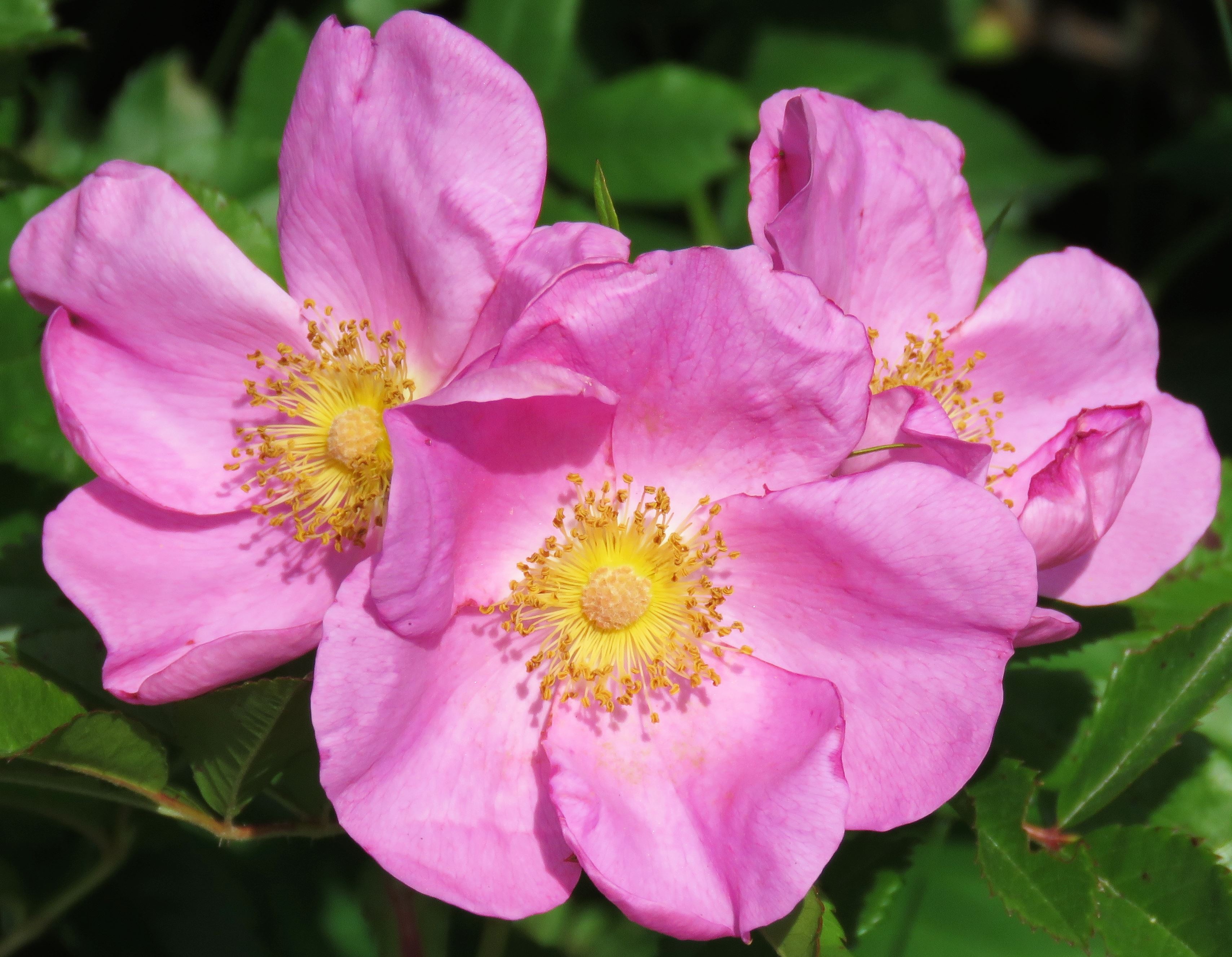 Wild roses by the Millers River