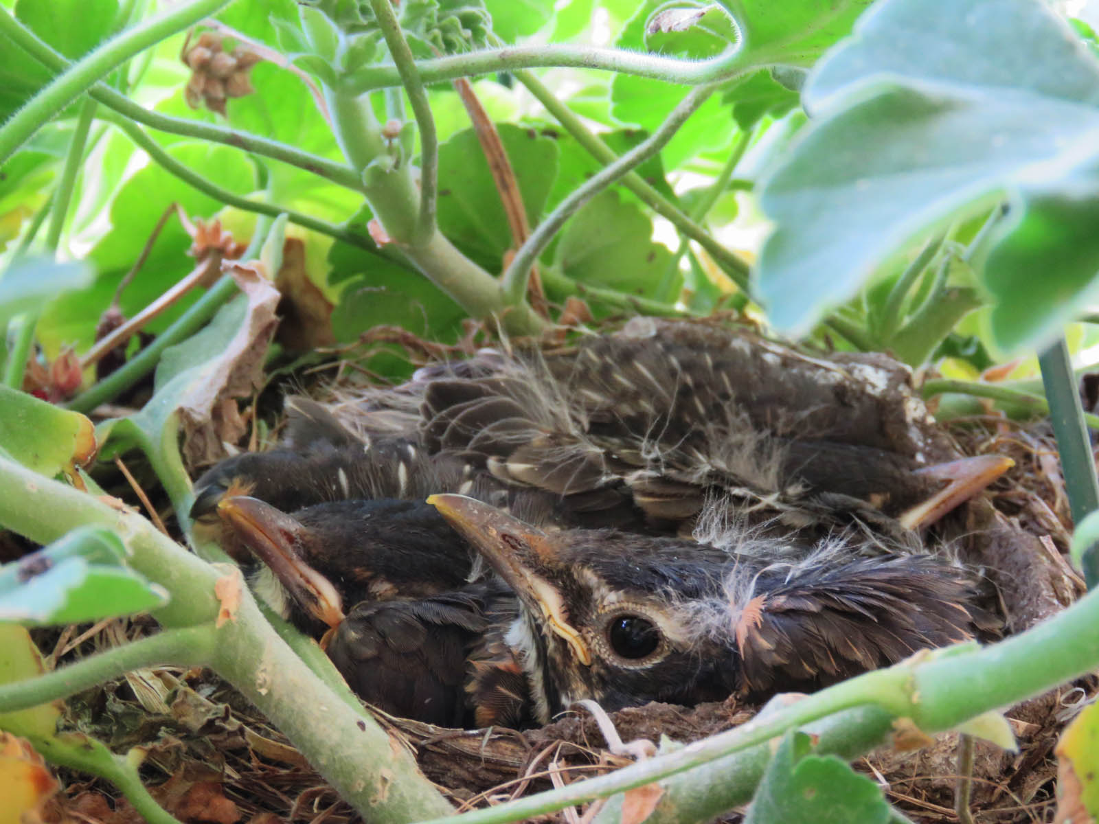baby robins growing up