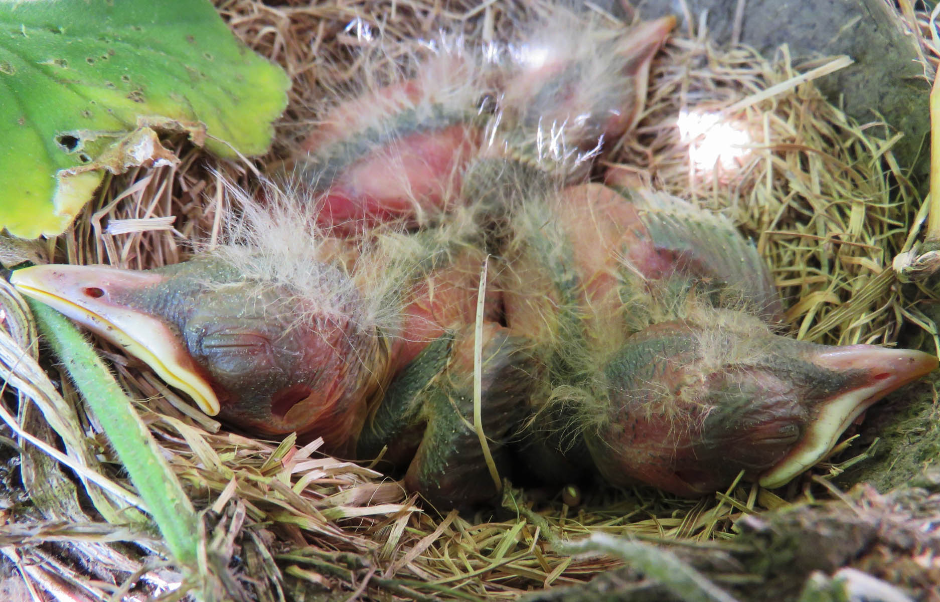 baby robins growing up
