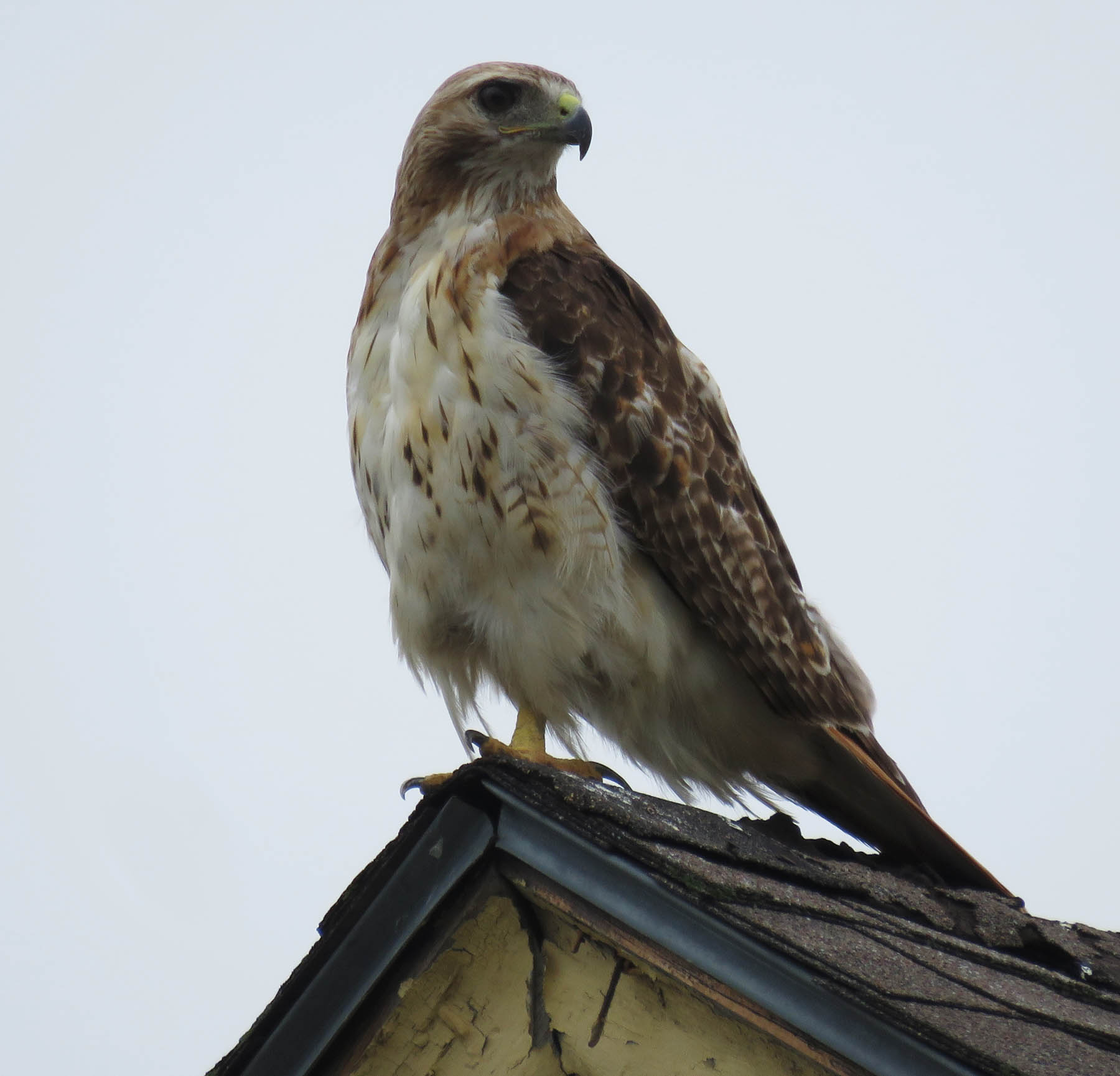 Hawk watching over Toy Town