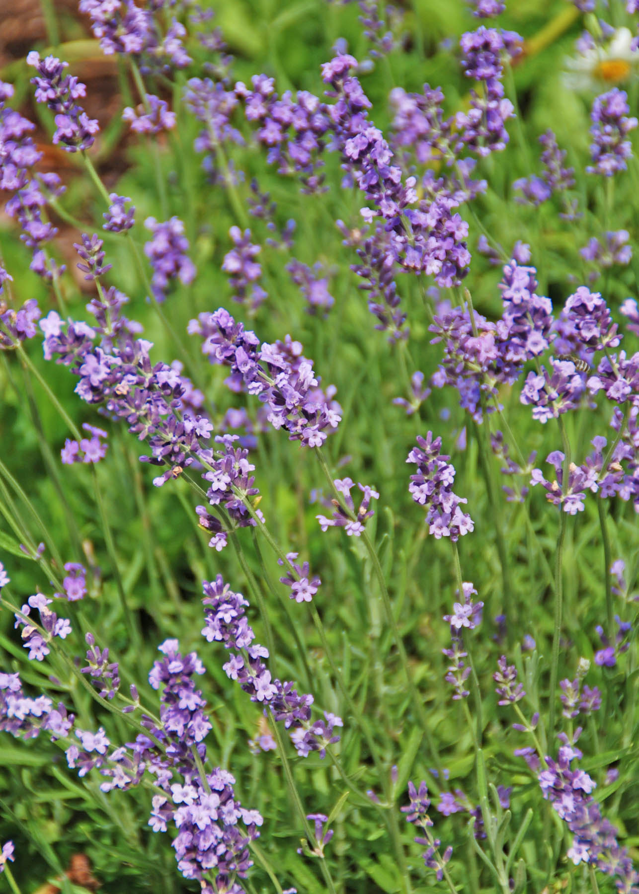 fresh growing lavender