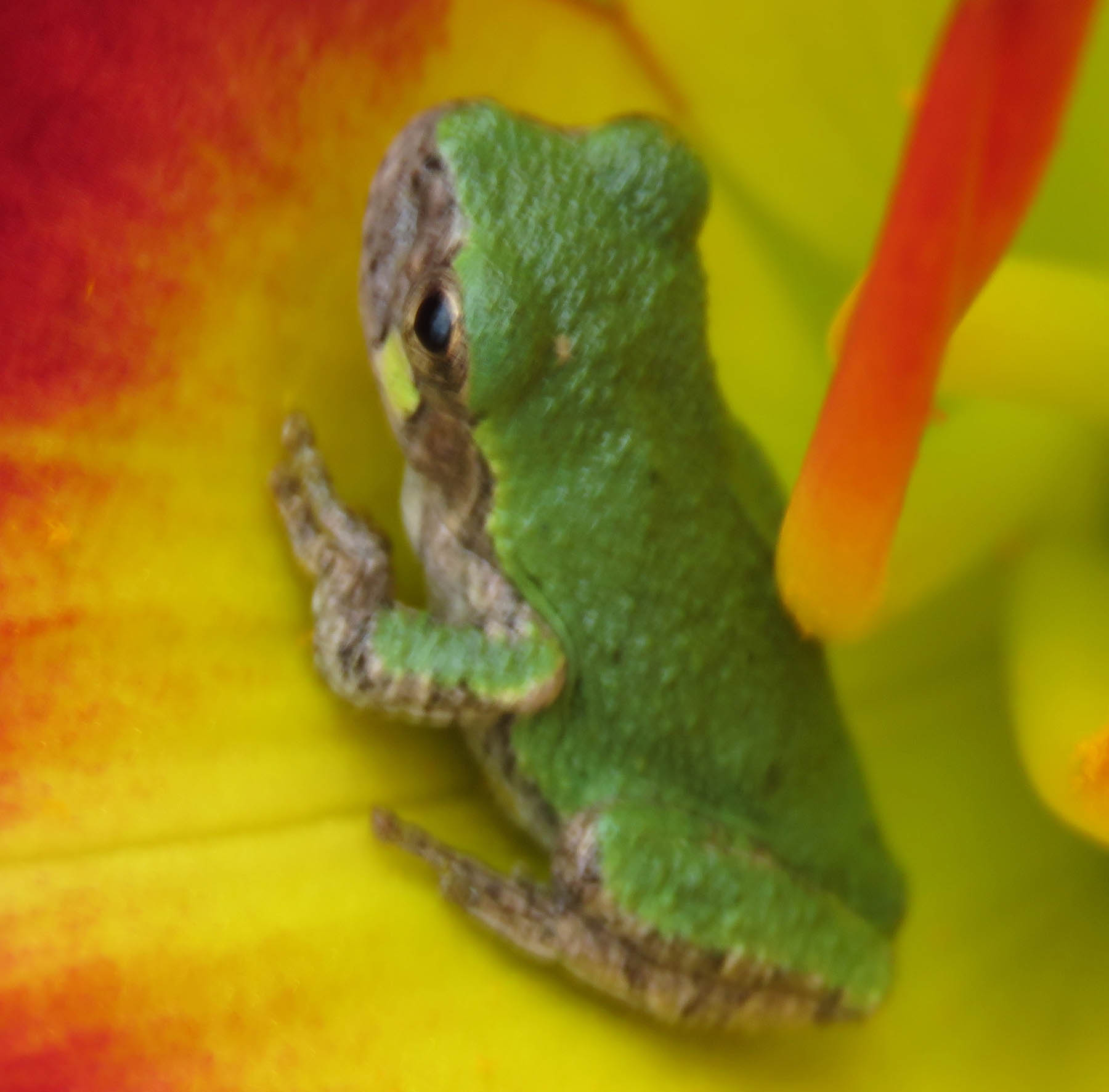 baby frog in flower