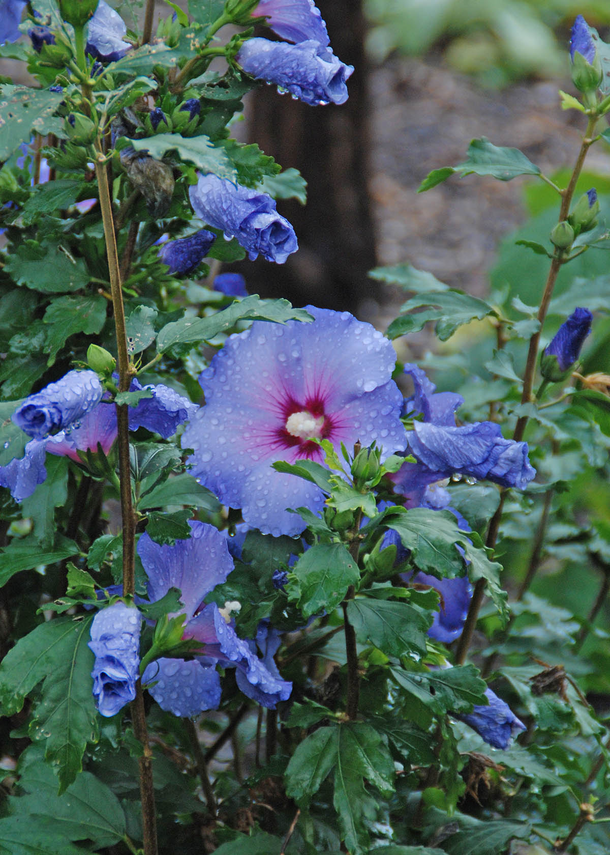 Blue Satin Rose of Sharon