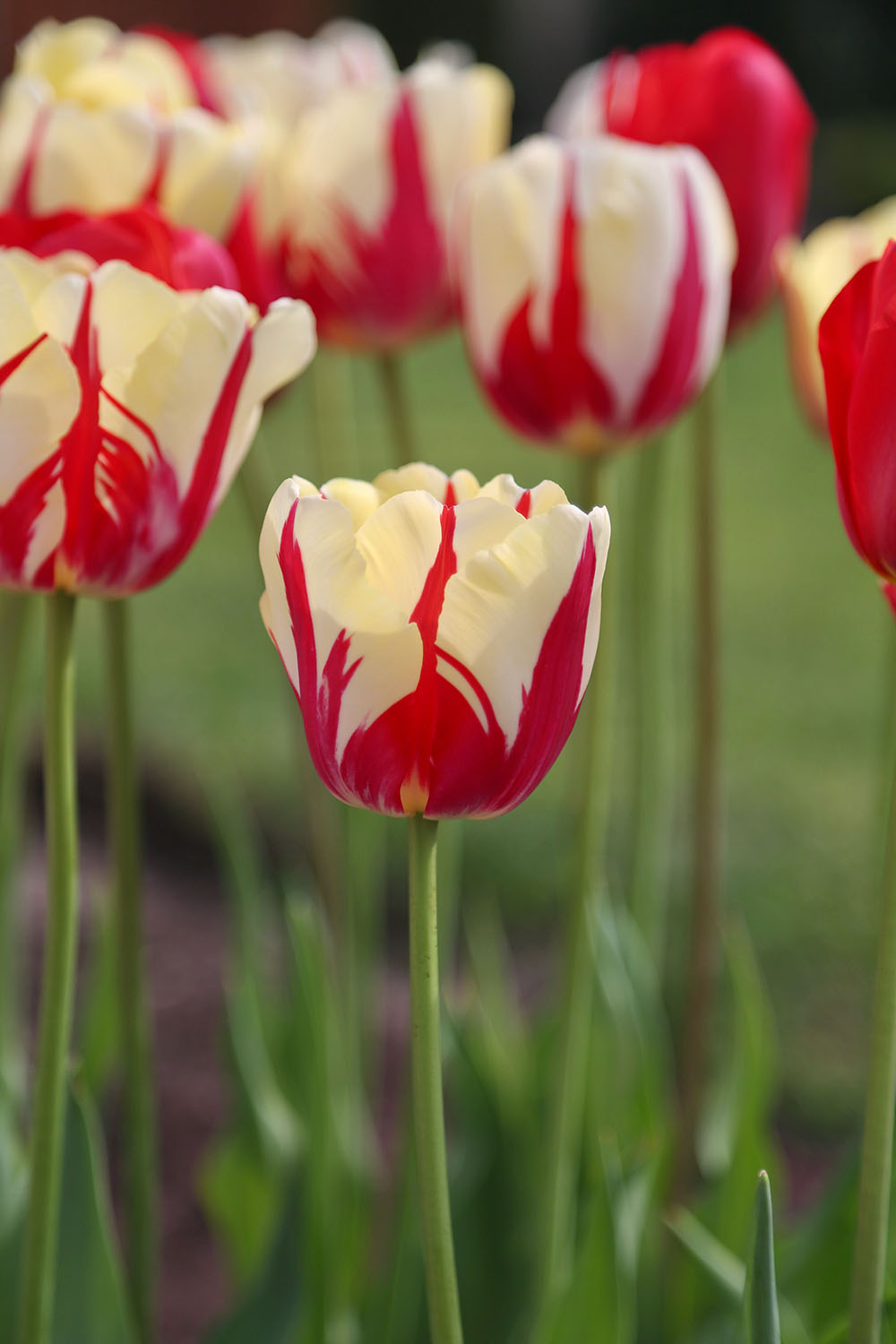 World Expression tulips