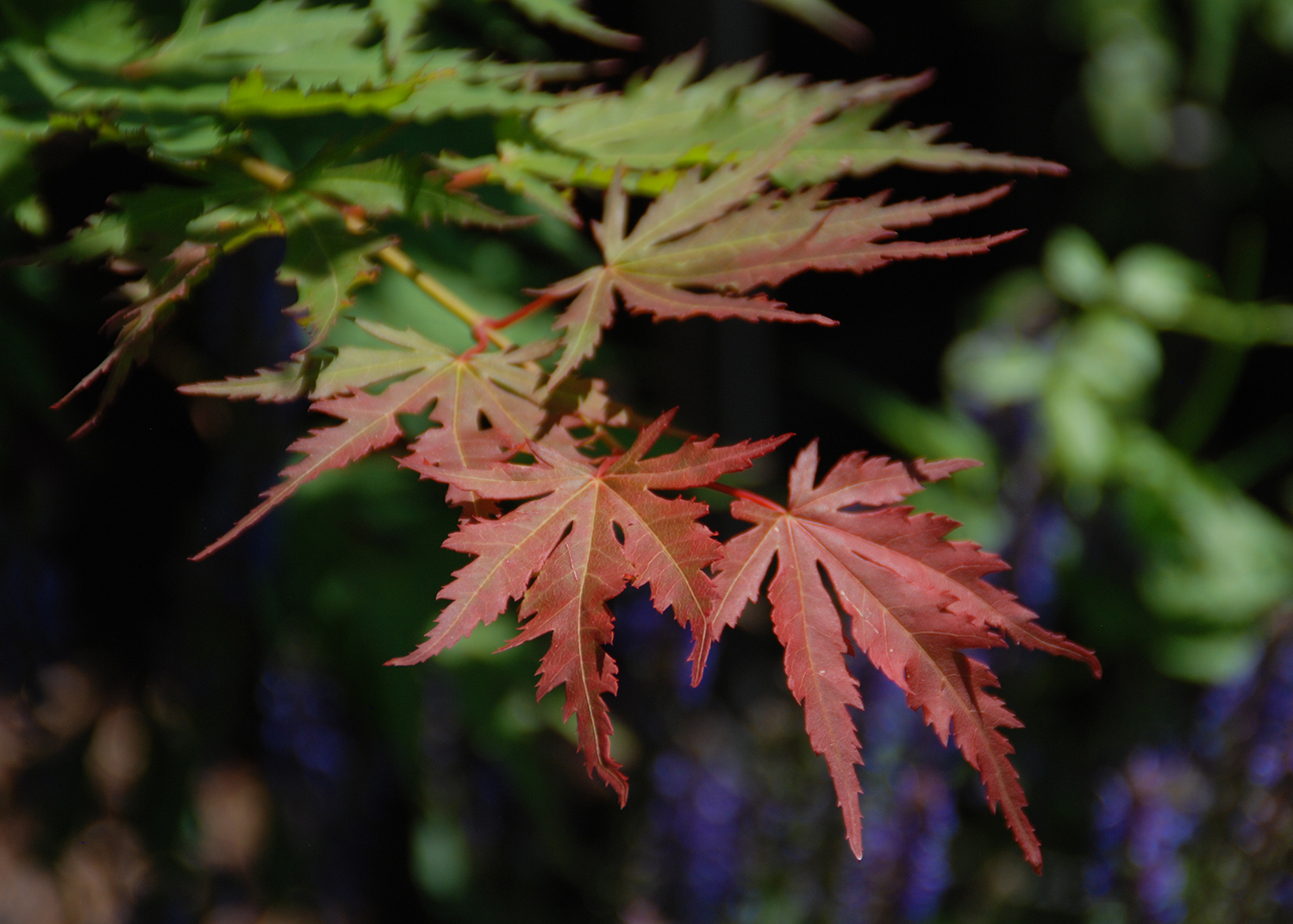 Korean Maple in fall