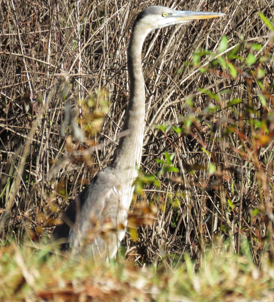 Standing heron