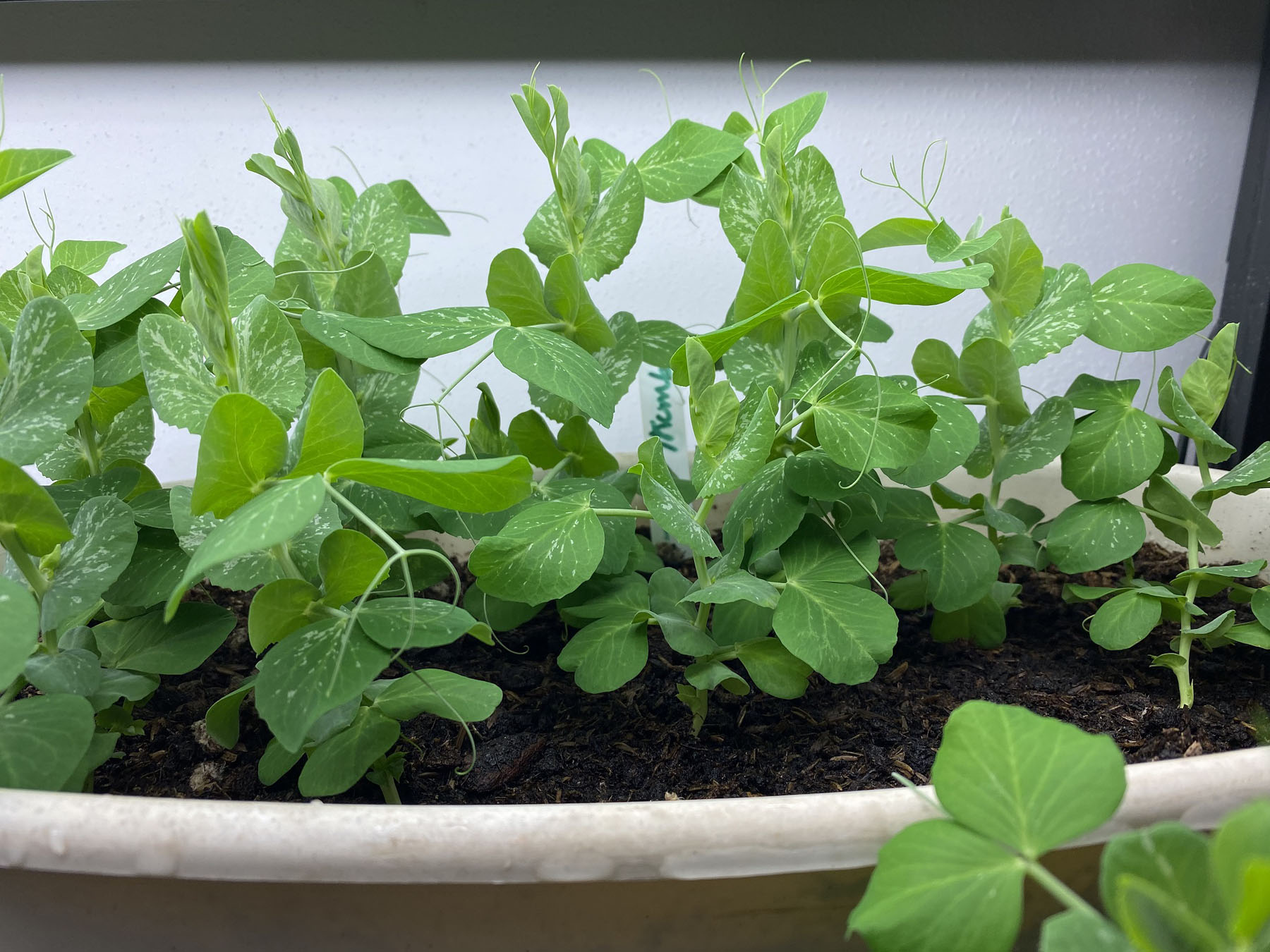 dwarf peas growing indoors
