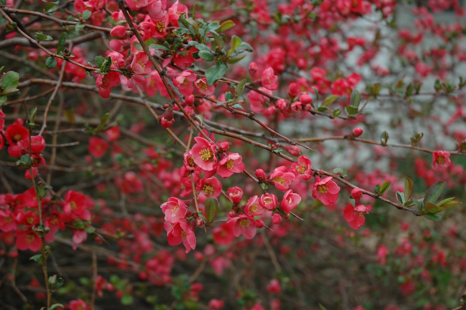Flowering quince shrub
