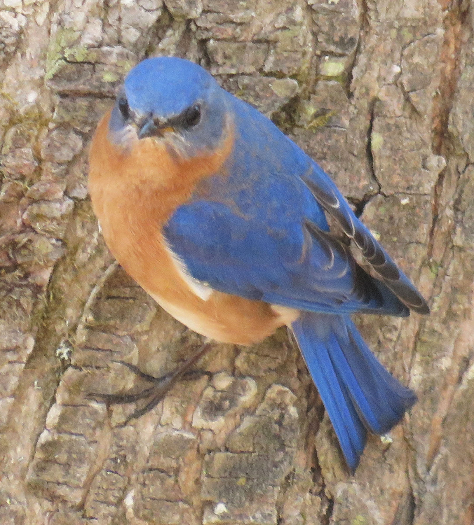 Bluebird at Lake Dennison