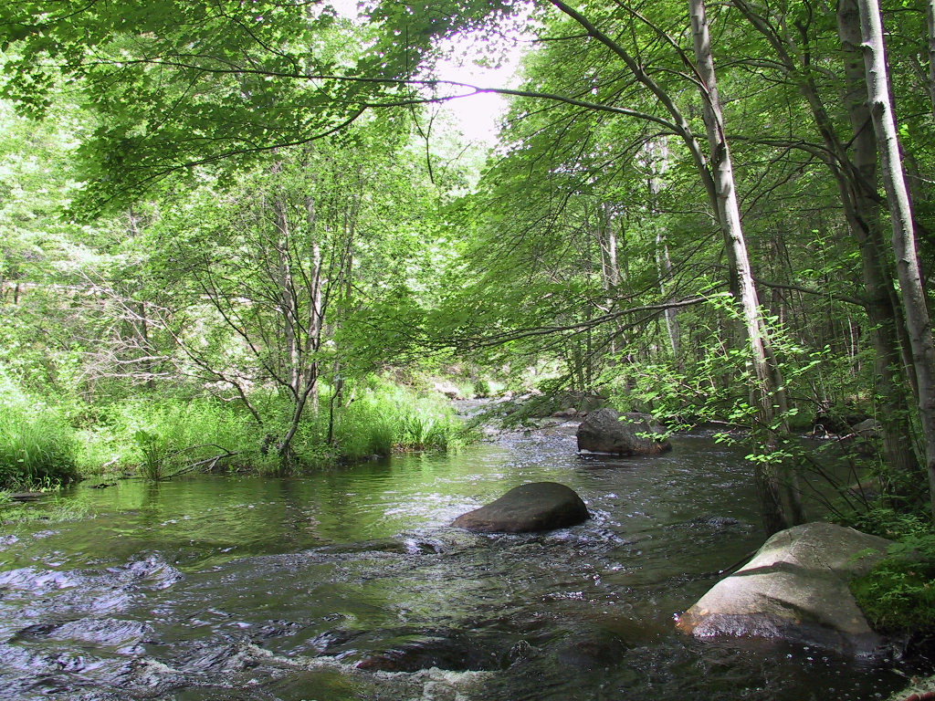 Millers River at Whitney Forest
