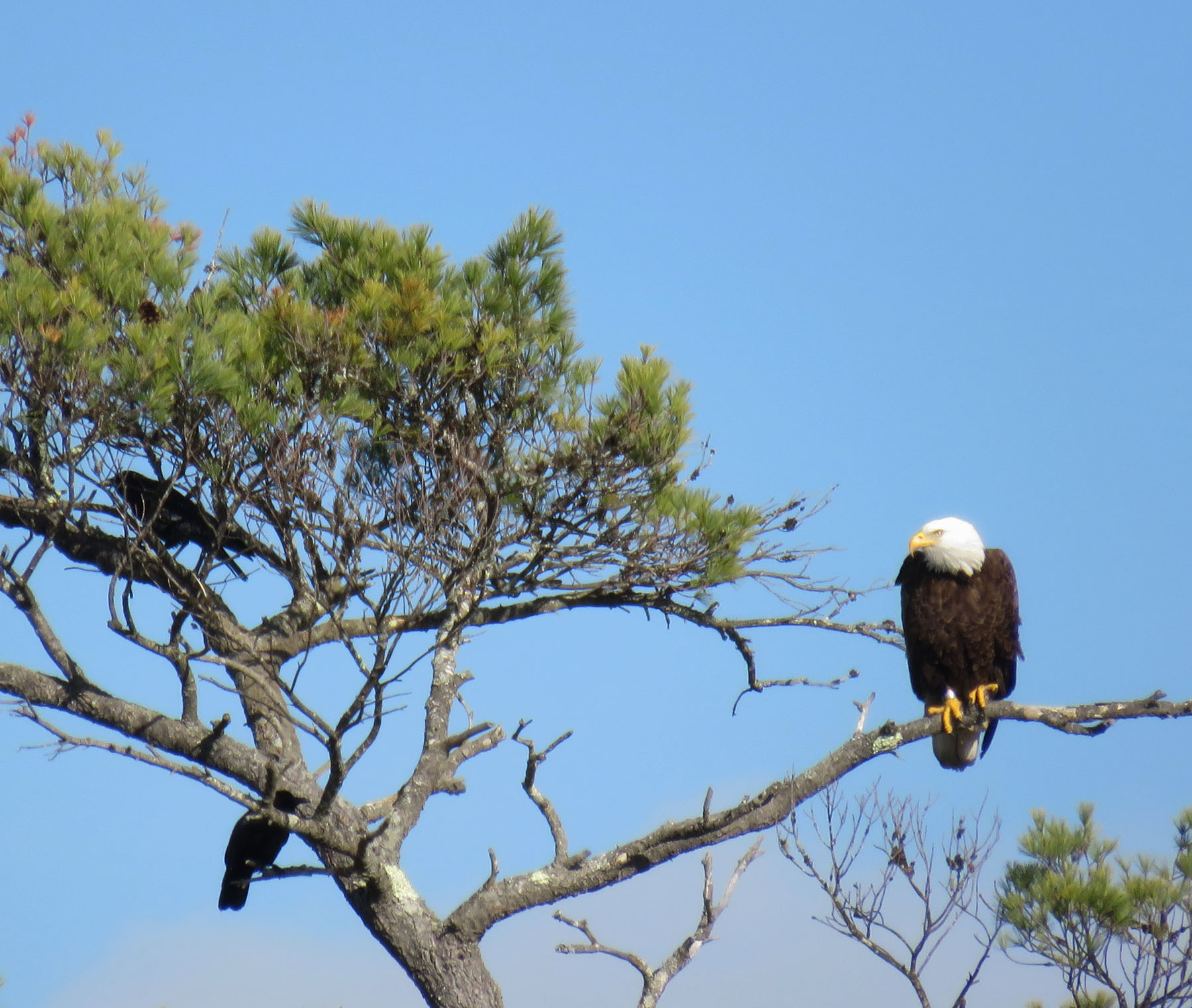 Bald eagle at Lake Dennison