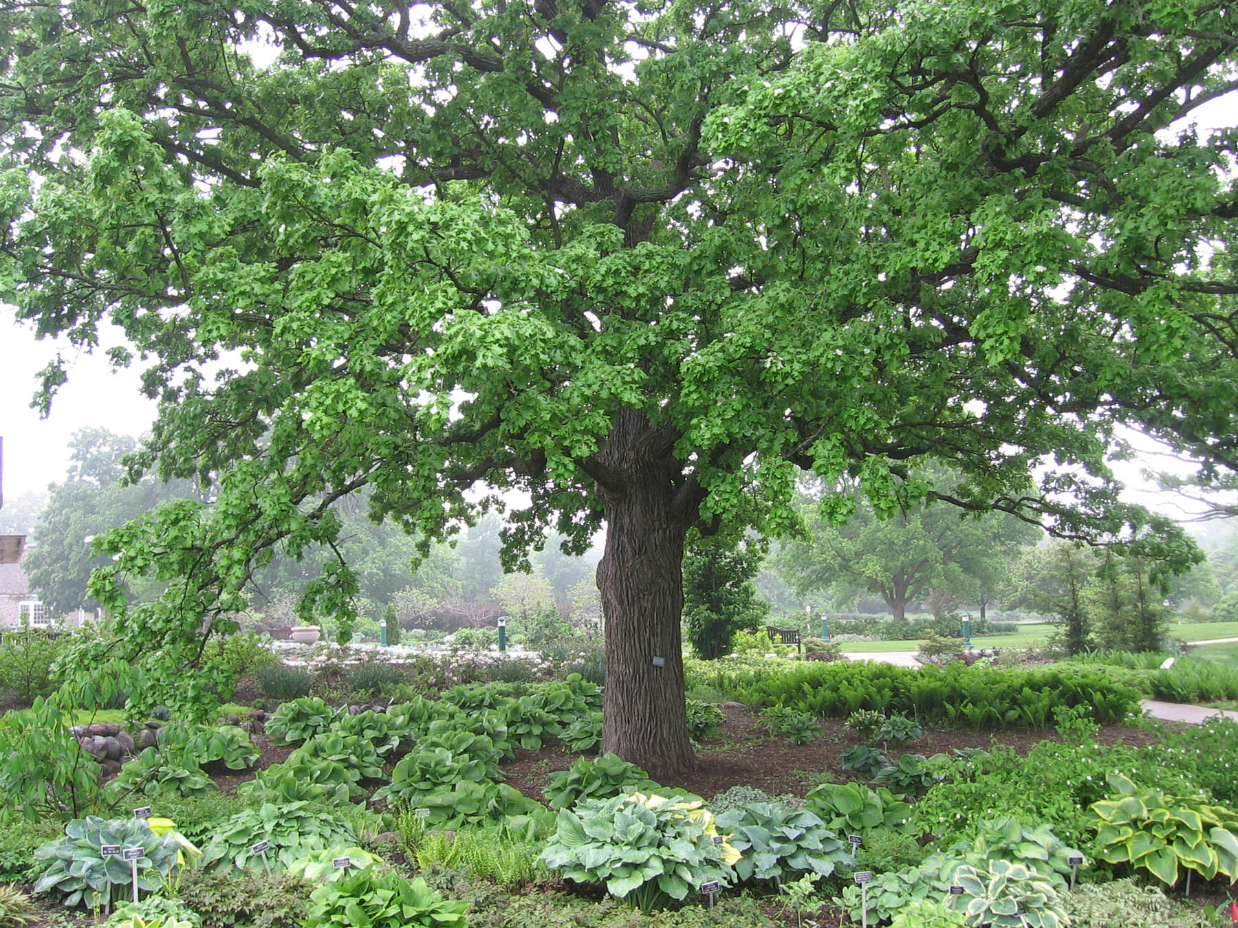 hostas and burr oak tree