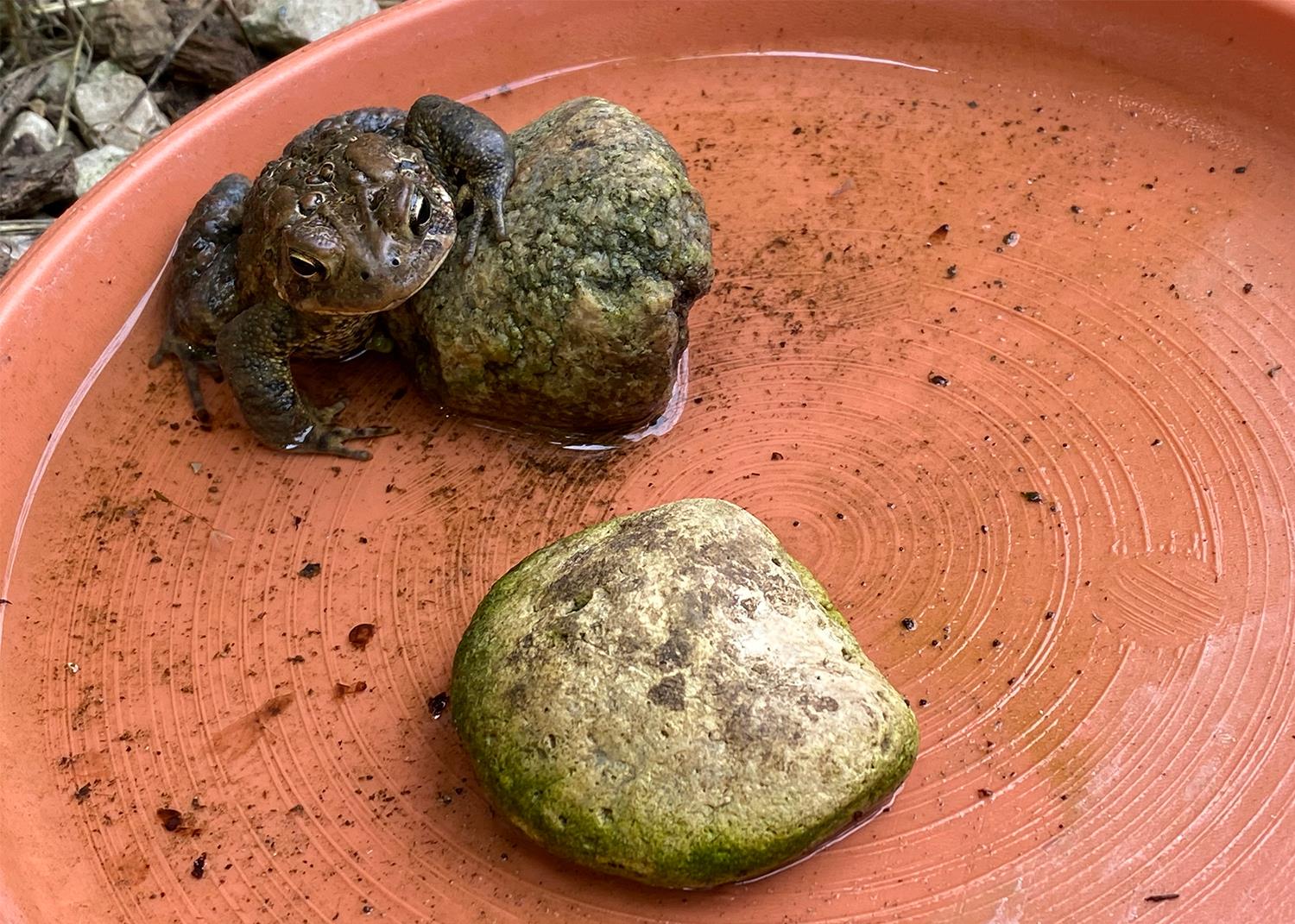 Toad sitting in dish of water