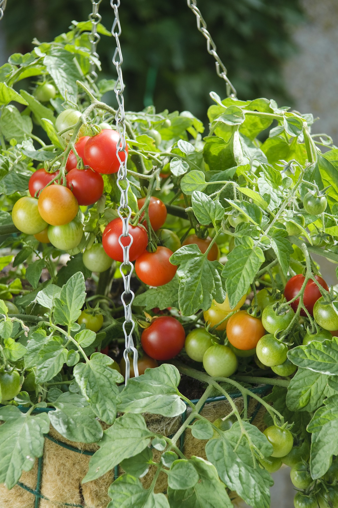 Torenzo tomatoes in pots