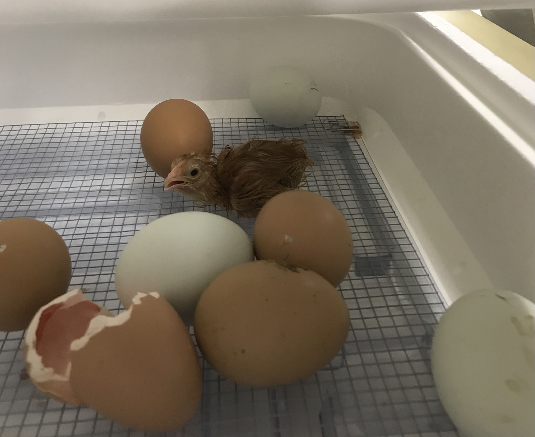 Baby chicks at Memorial School