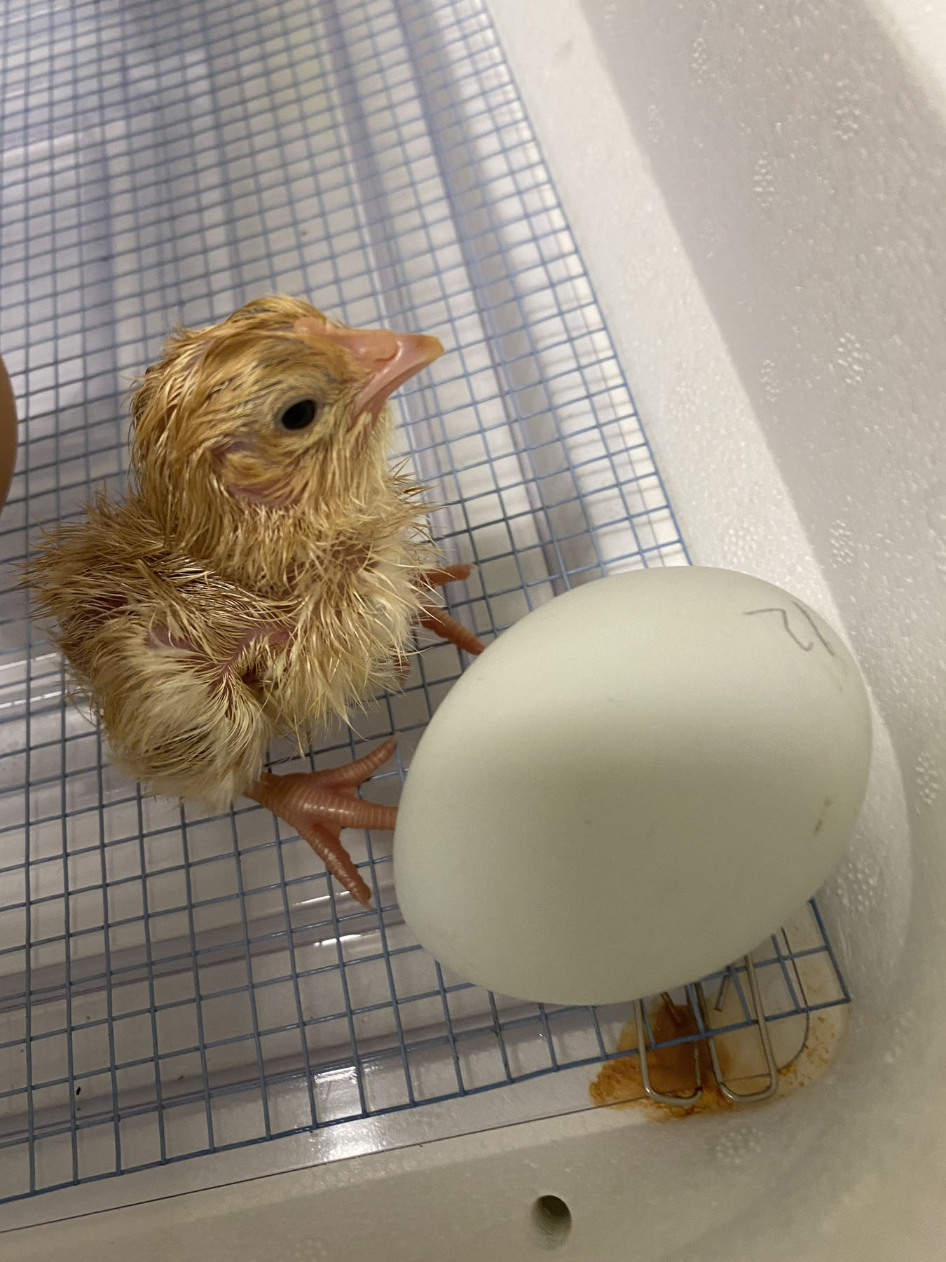 Baby chicks at Memorial School