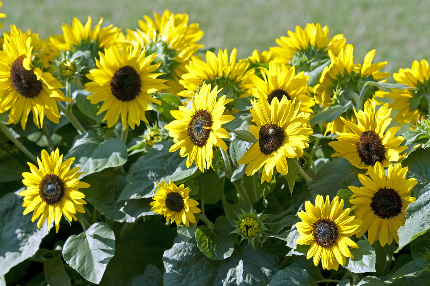 Suntastic sunflowers