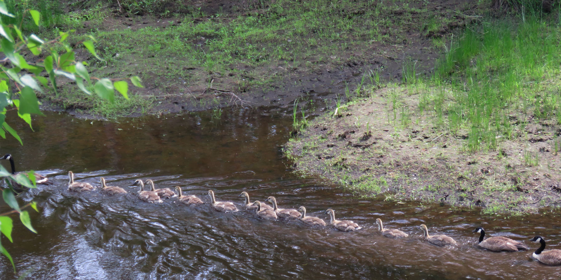 Family group of geese and goslings