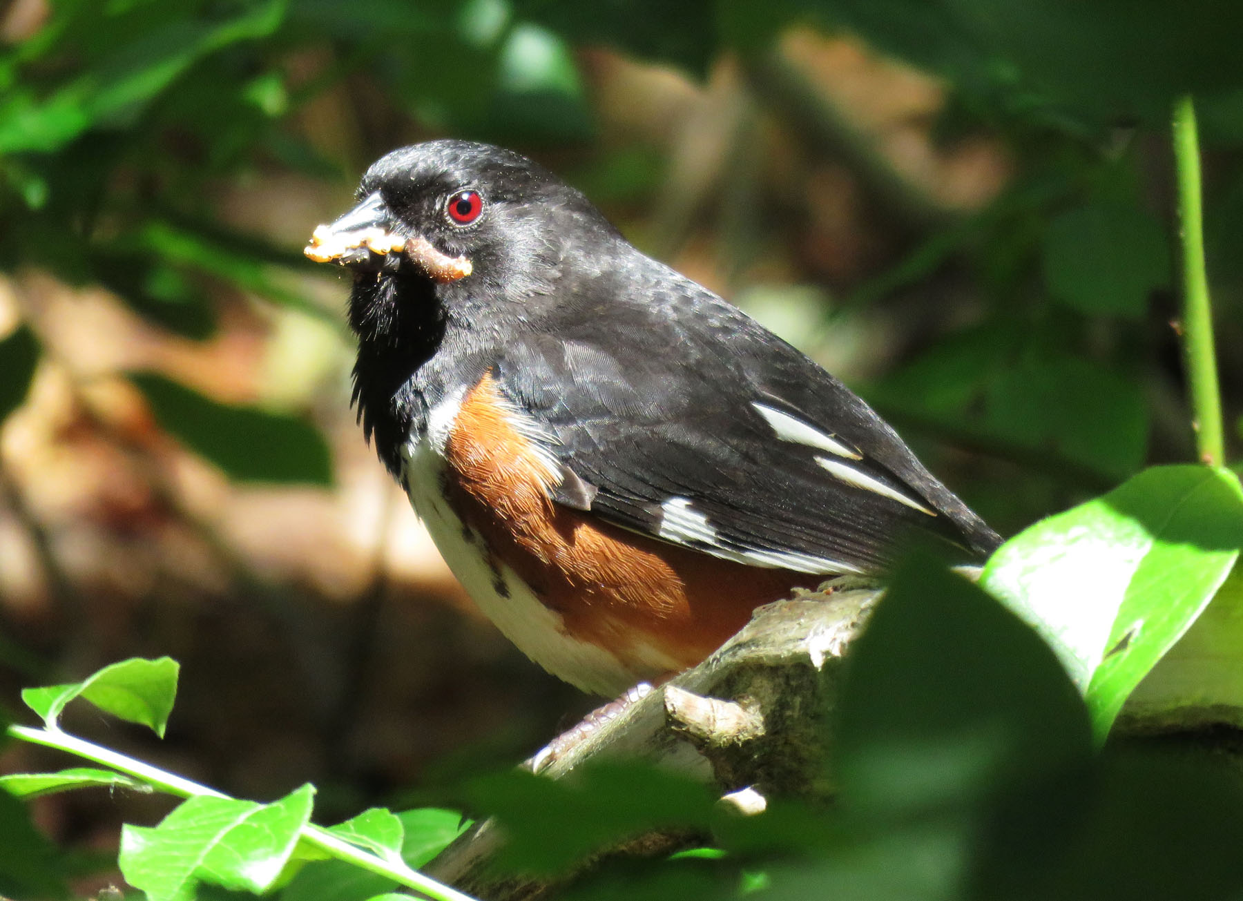 towhee in Lake Dennison State Park