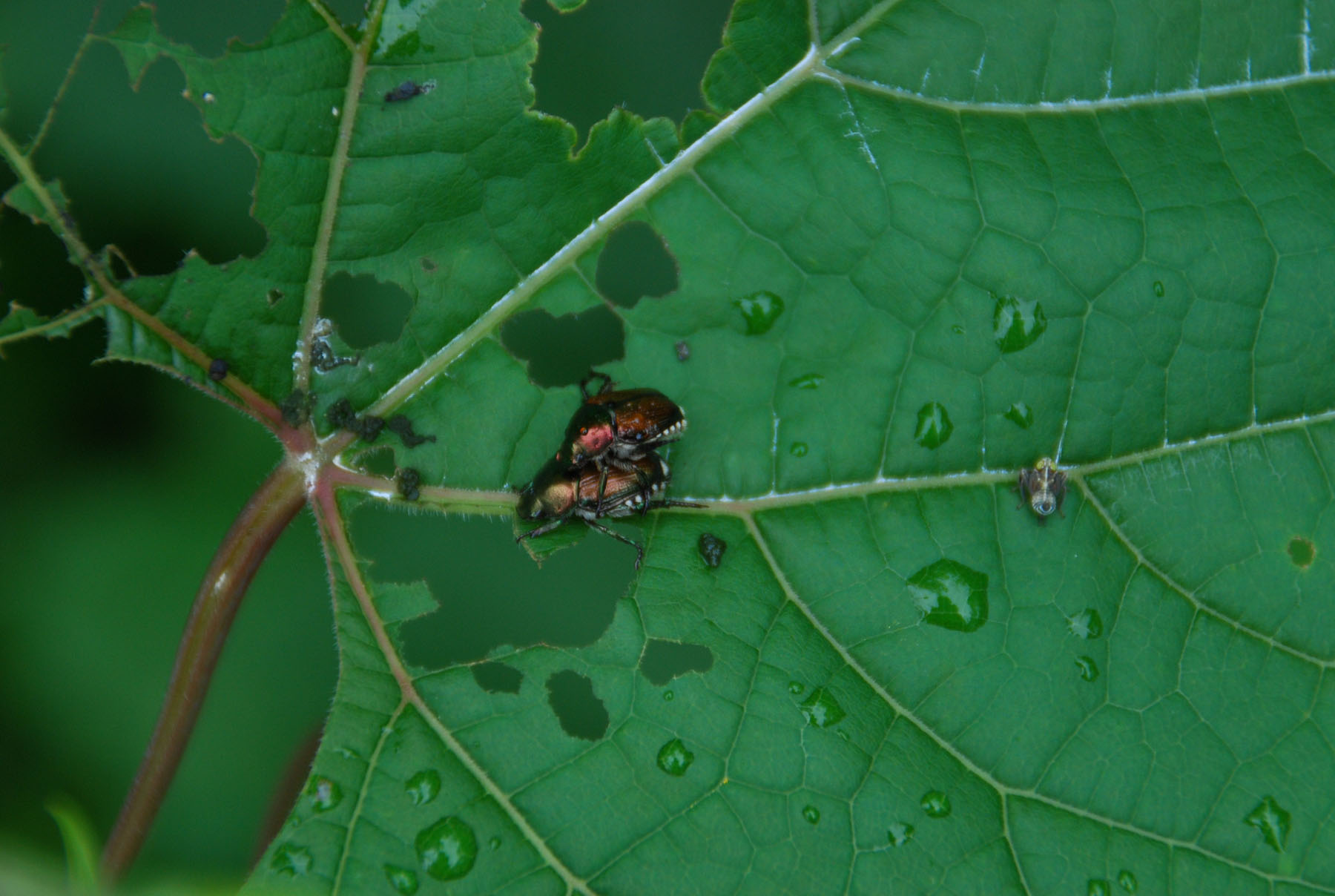 Japanese beetles on wild grapevines