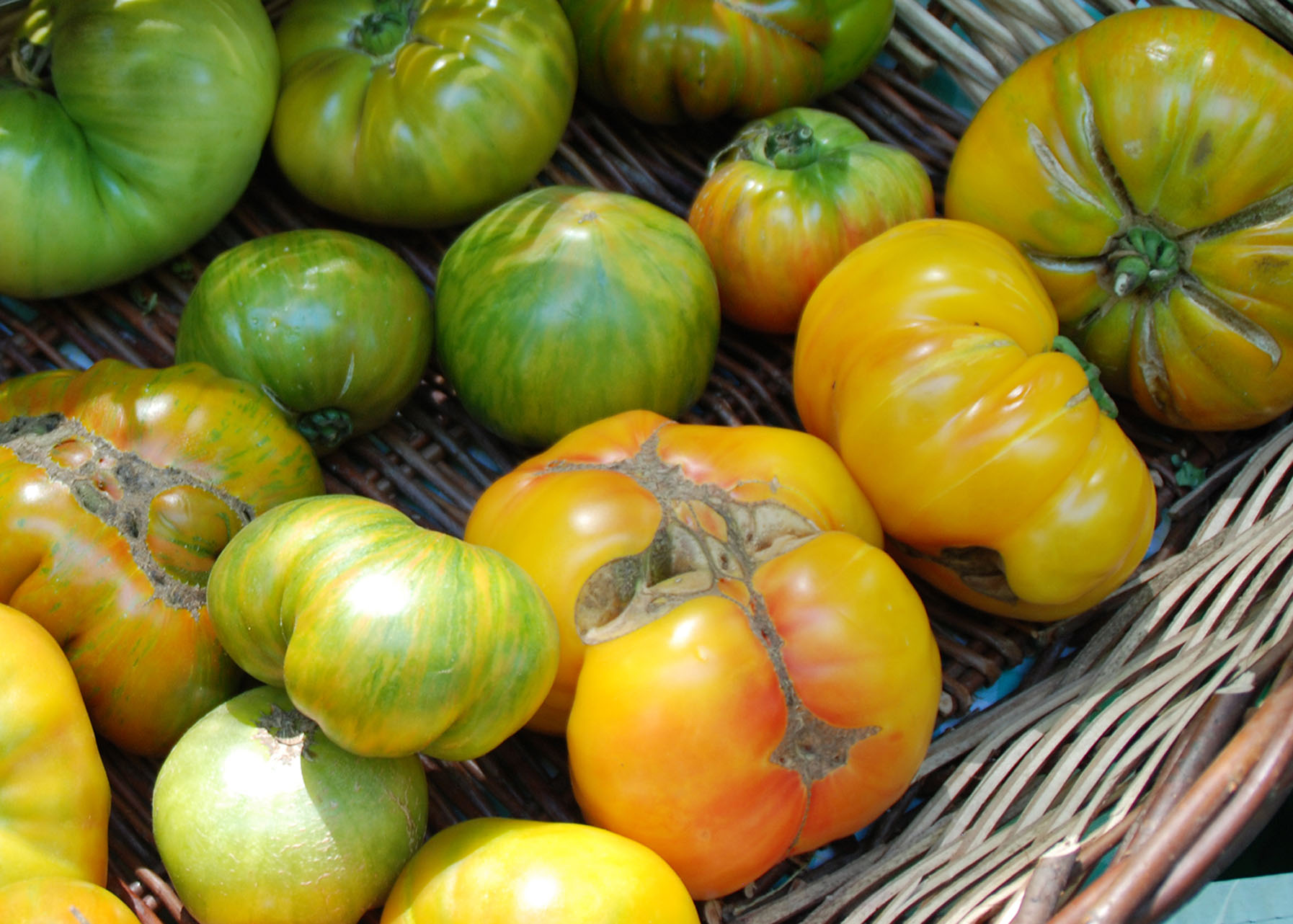 temperature affected tomatoes