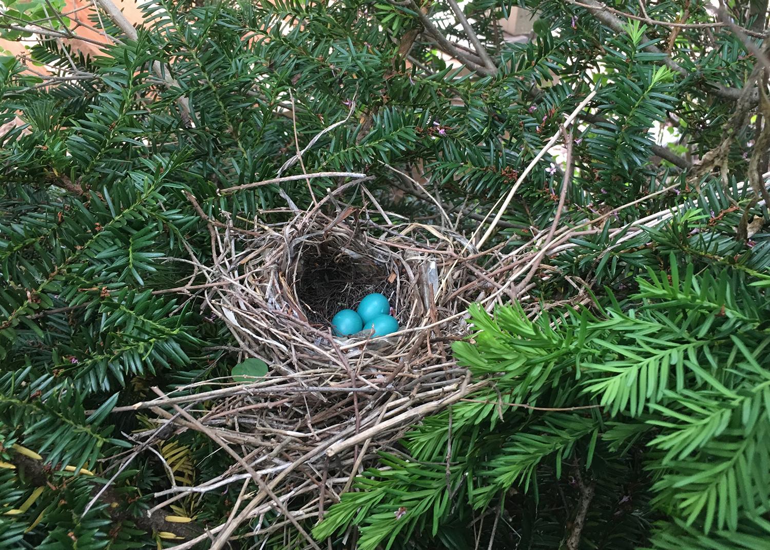 bird's nest in yew tree