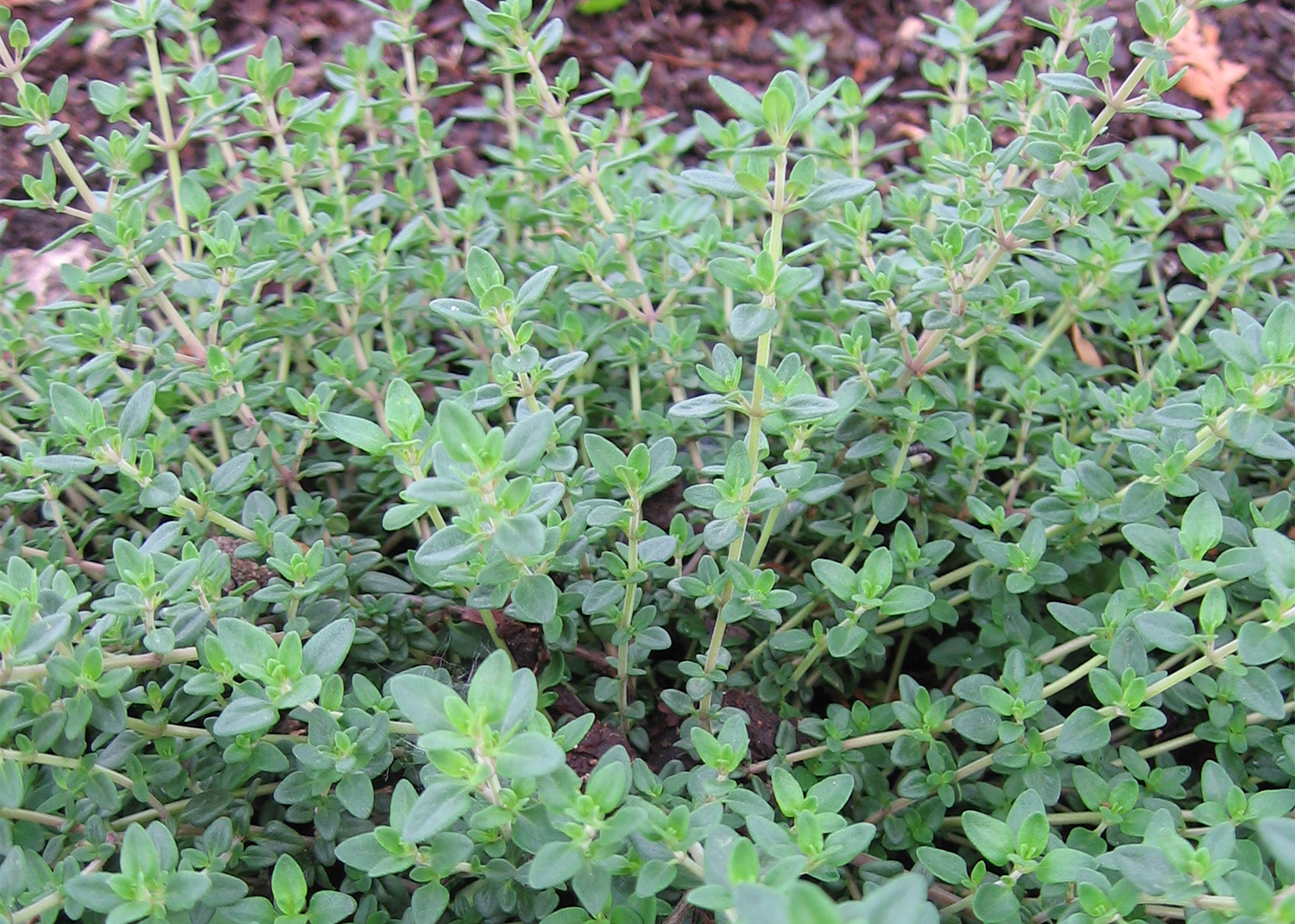 English thyme in the garden