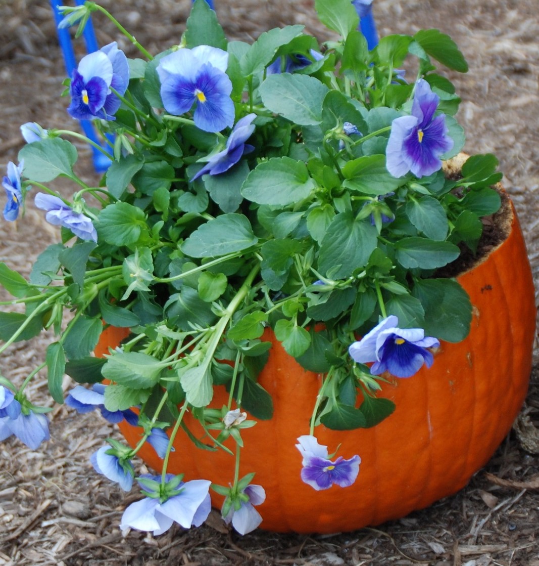 pansies in a pumpkin planter