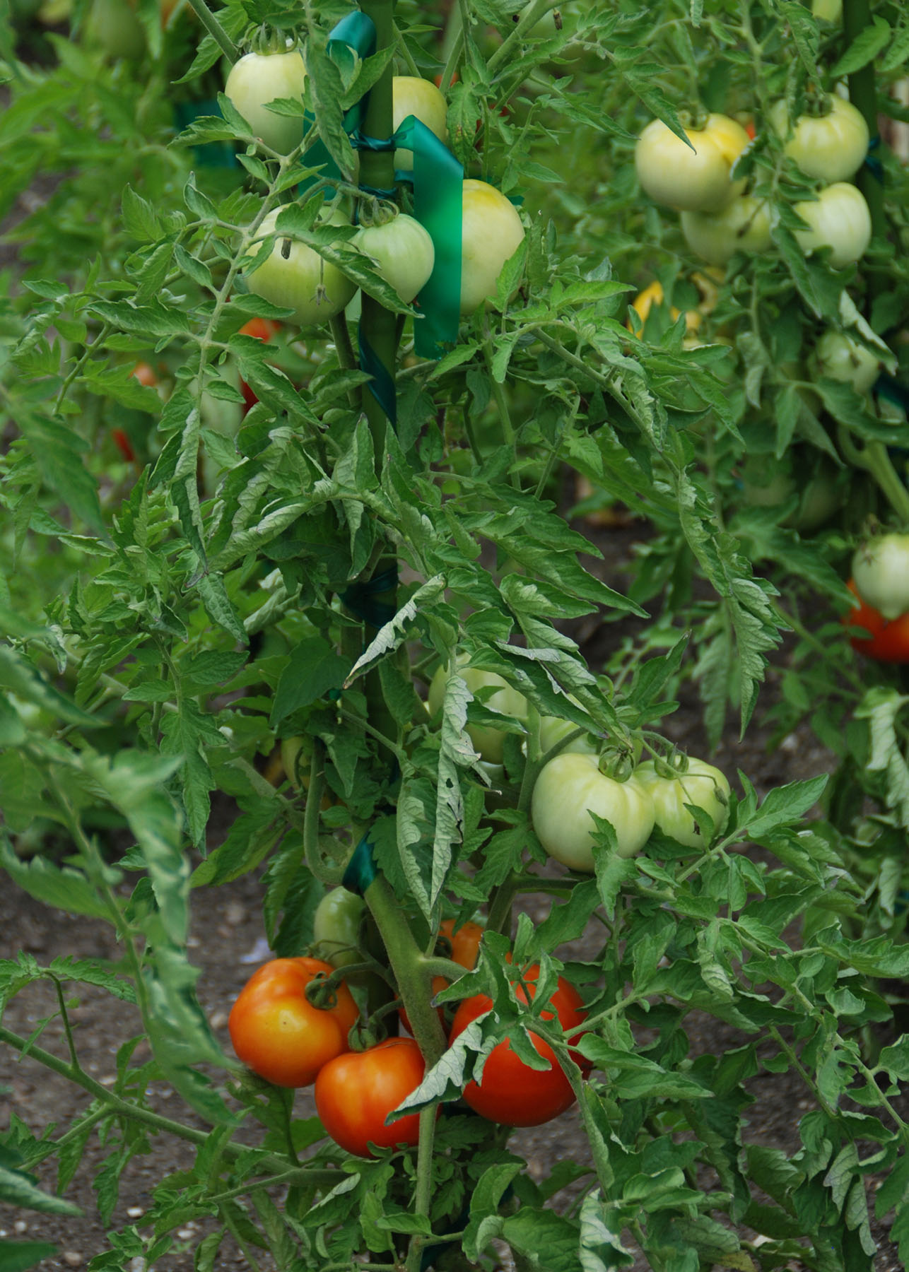 Tie-Dye tomatoes ready to harvest