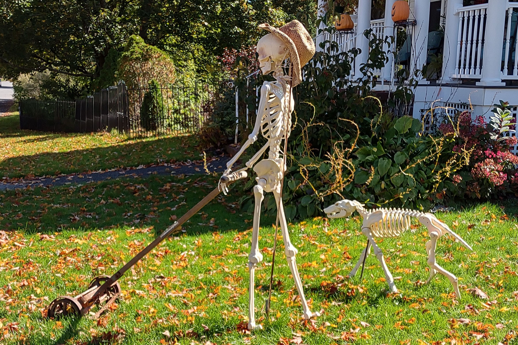 skeleton decorations on Court Street
