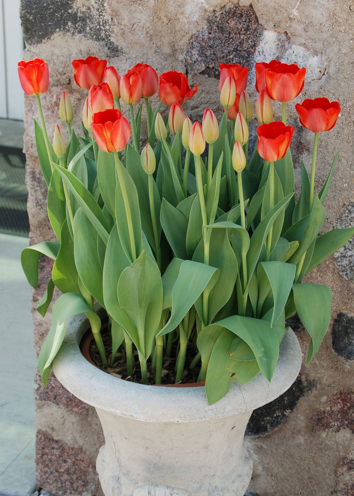 Forced tulips in containers