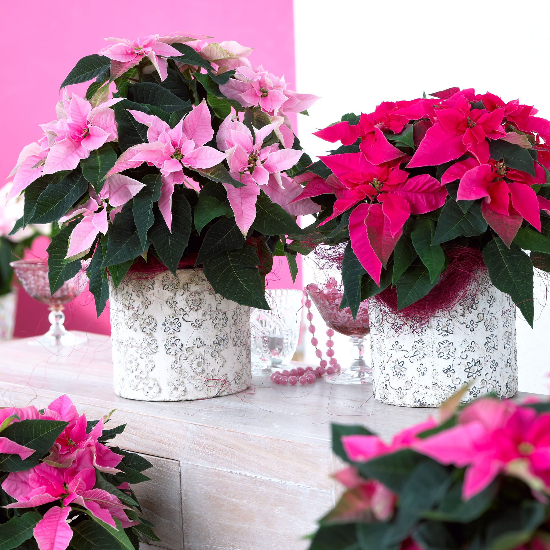 pink and red poinsettias