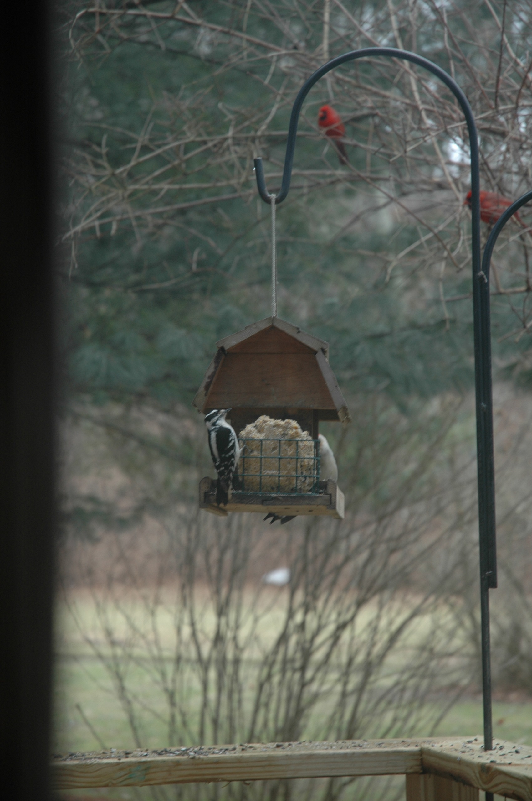 bird feeder top attract birds