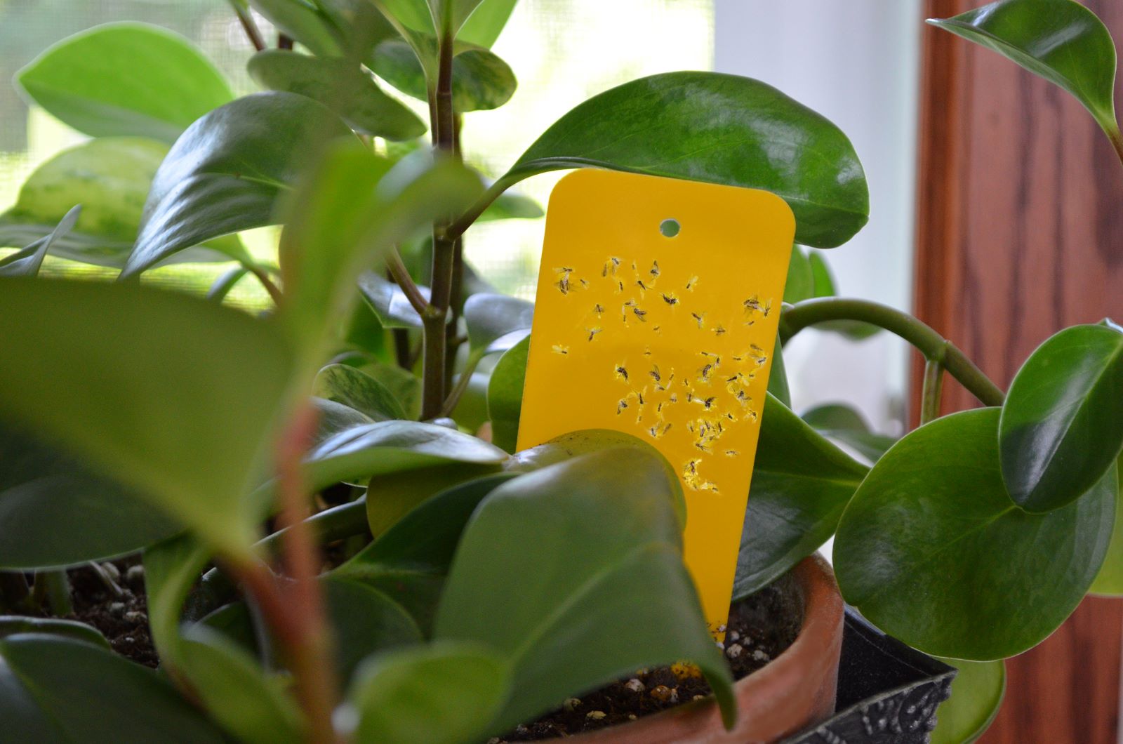 sticky traps for house plant pests