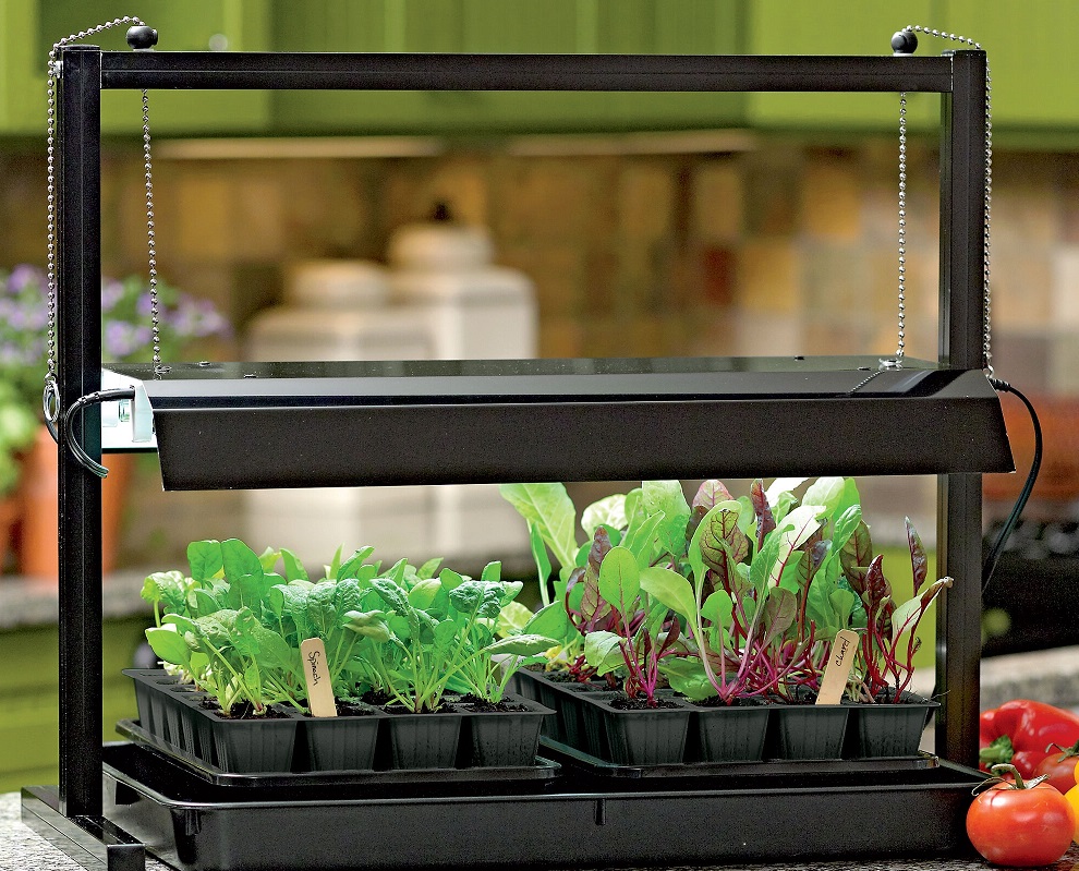 growing greens indoors with grow lights