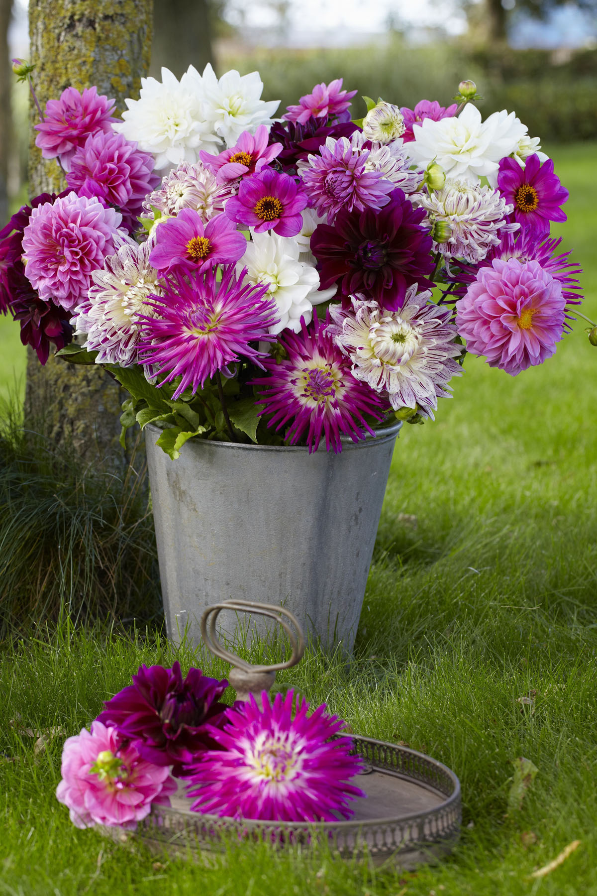 pink and white dahlias in a bucket