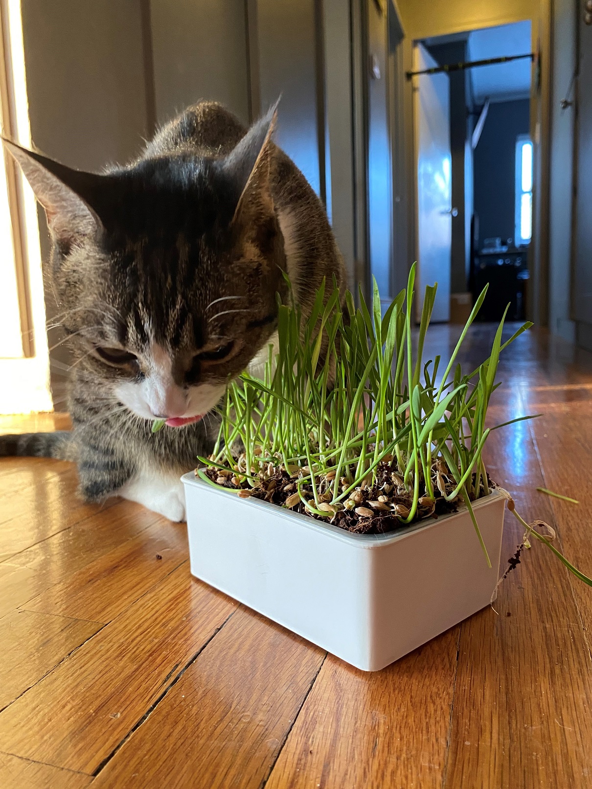 Self-watering cat grass kit