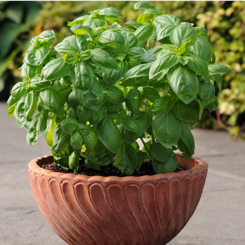 basil growing in a container