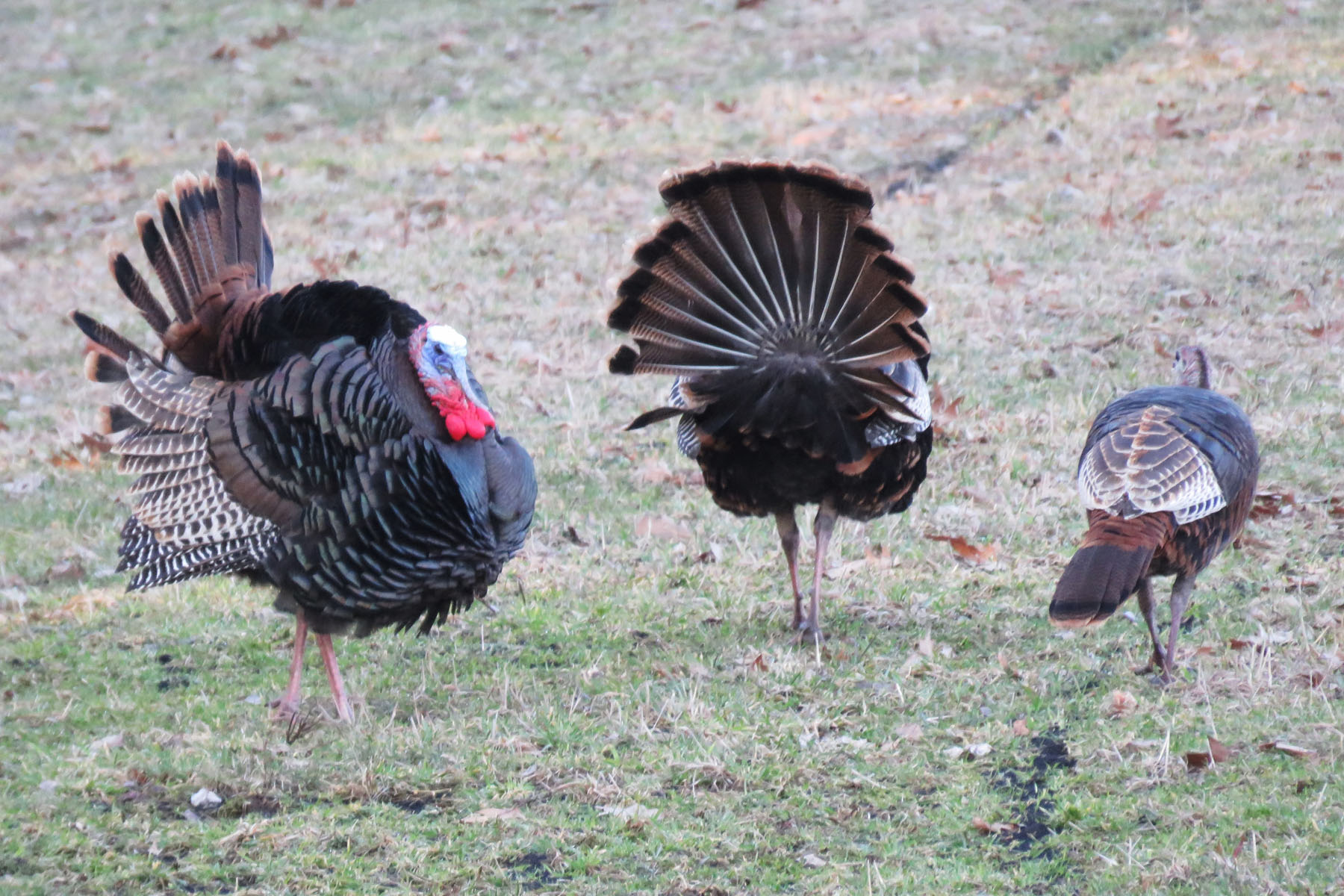 Wild turkeys in Winchendon