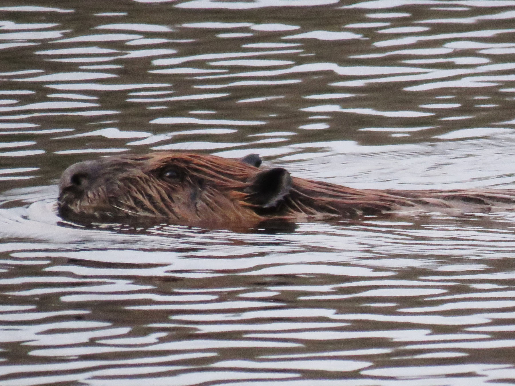 beavers splashing in the Millers River
