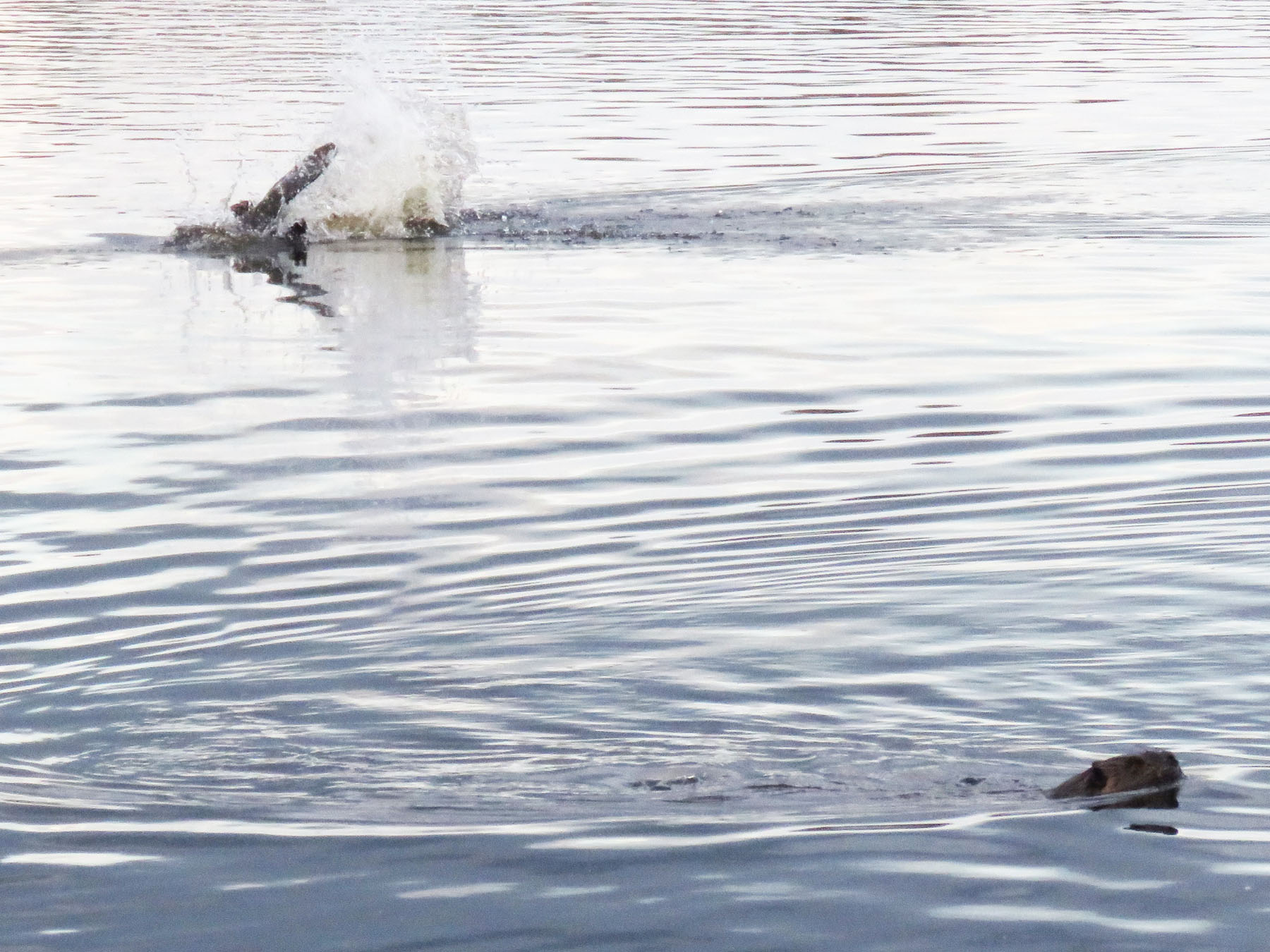beavers splashing in the Millers River