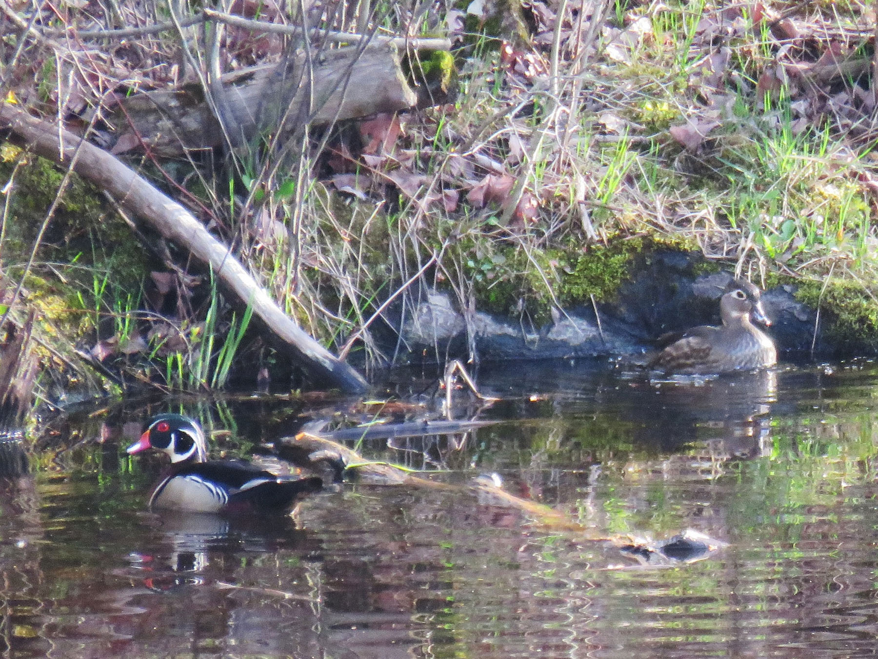 Wood ducks in Tannery Pond