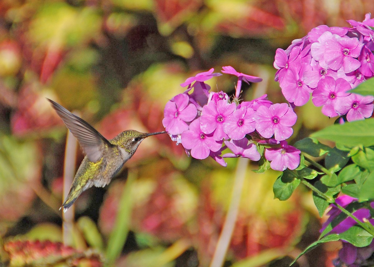 hummingbird on phlox