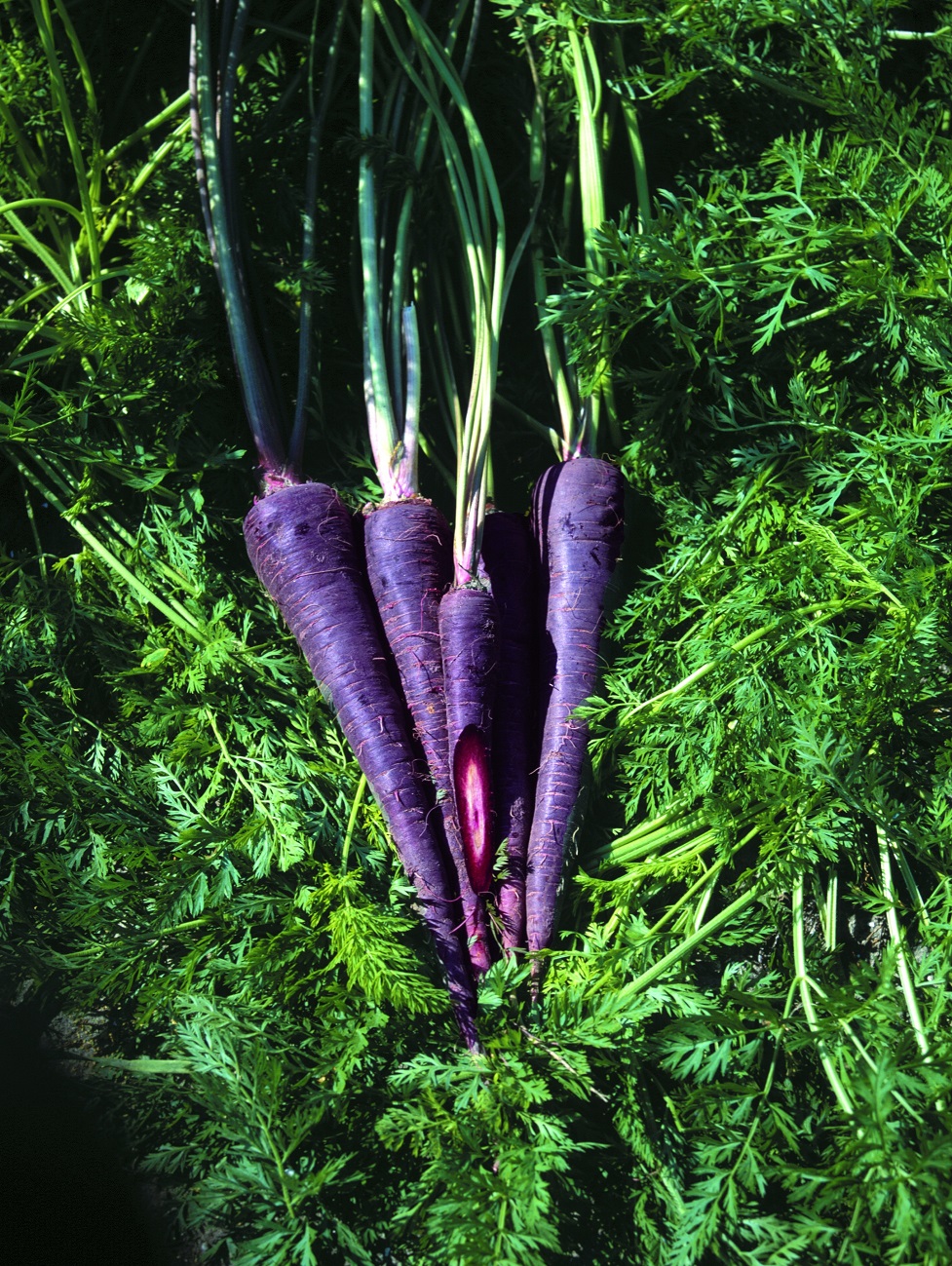 purple carrots