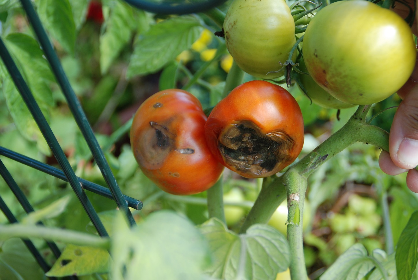 blossom-end rot on tomatoes
