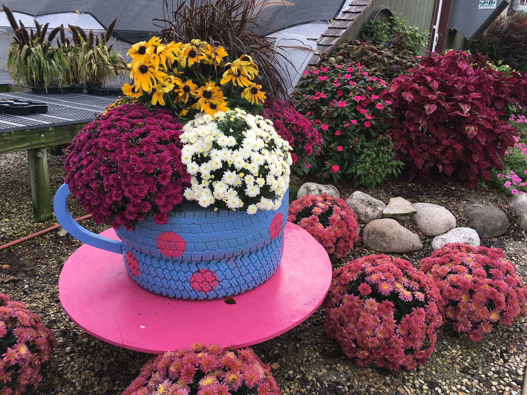 hardy mums for fall