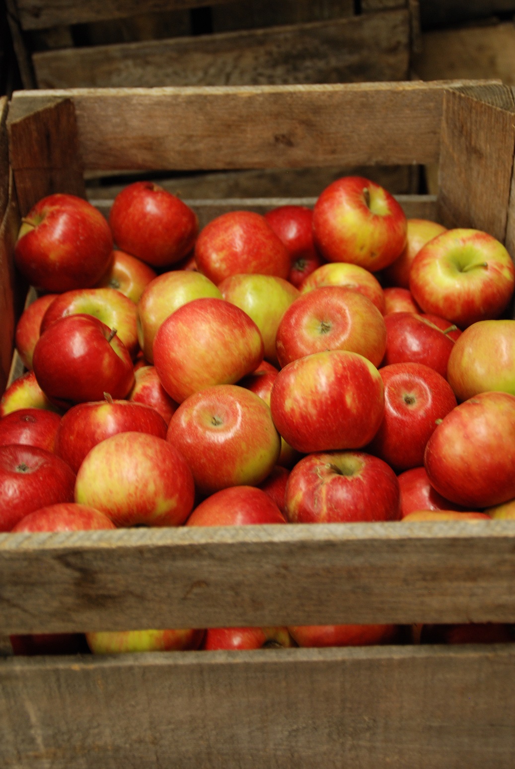 Apples stored for the winter