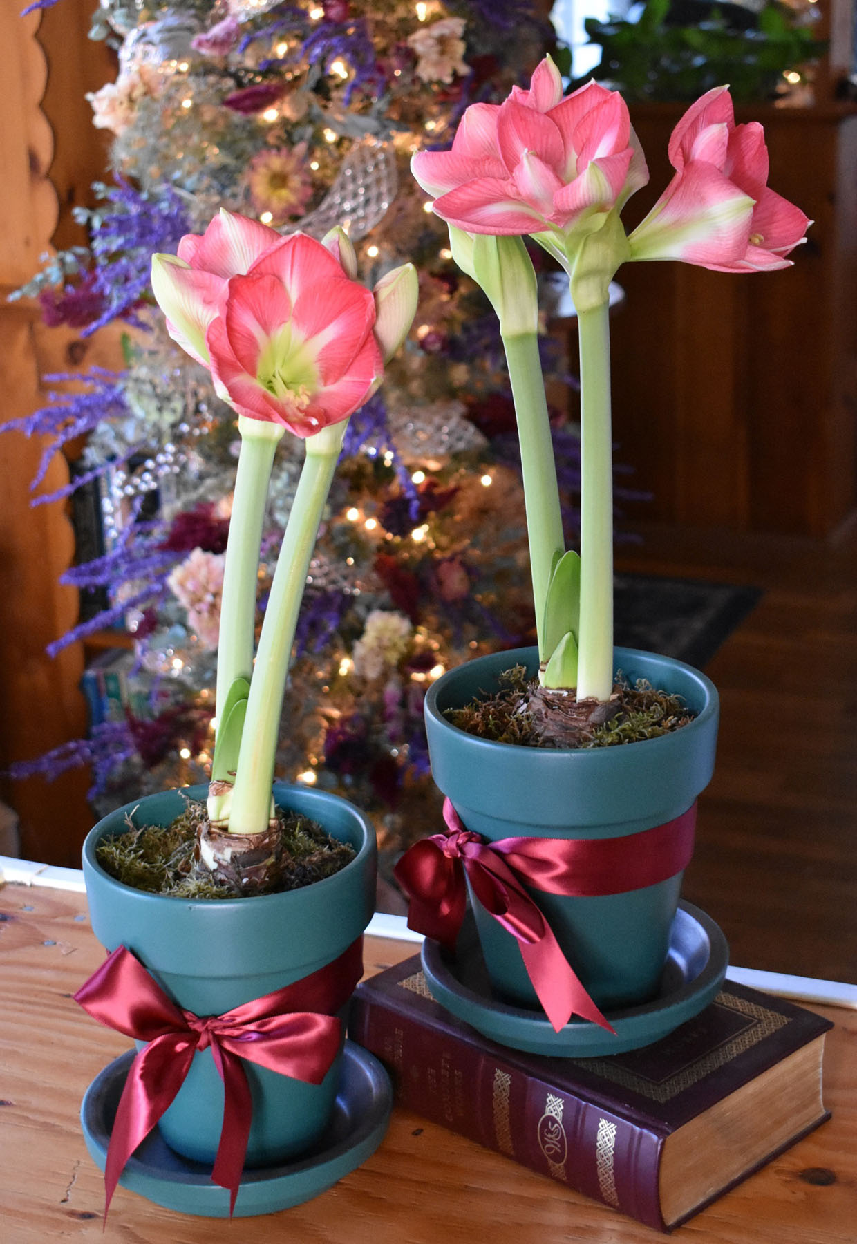 Amaryllis flowers forced from bulbs